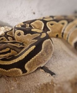 Wrocław. Pyton się odnalazł. Trafił do schroniska i czeka na właściciela