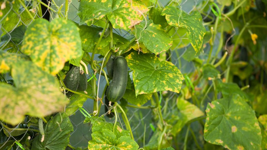cucumber plant affected by diseases
cucumber plant affected by diseases in the greenhouse
Alina Demidenko
disease, green, spot, plant disease, garden, blight, target leaf spot, light, diseased, microscopic, powdery, fungal, infection, healthcare, fungicide, black, sample, fungi, culture, rose, bacteria, gummy, macro, blackspot, sick, damage, farming