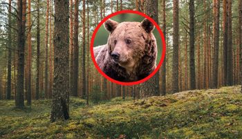 "Nie krzyczała". Śmiertelny atak niedźwiedzia. Wstrząsające kulisy