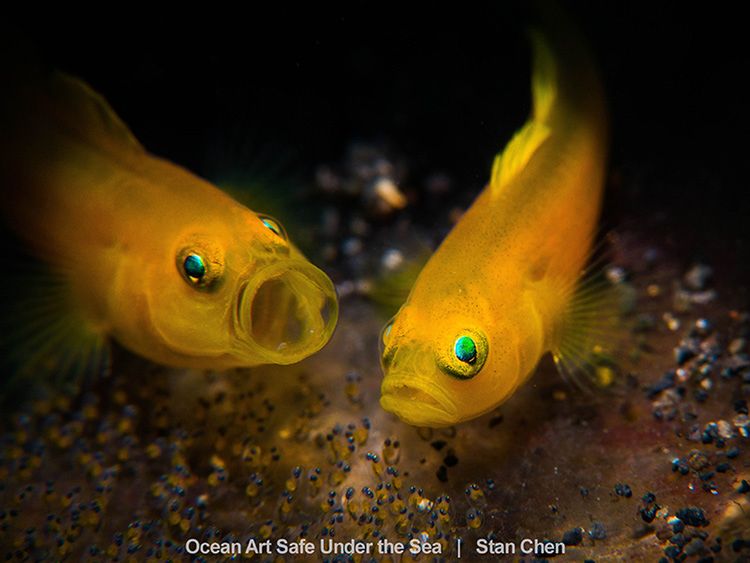 Najlepsze zdjęcia oceaniczne w konkursie Safe Under the Sea 34