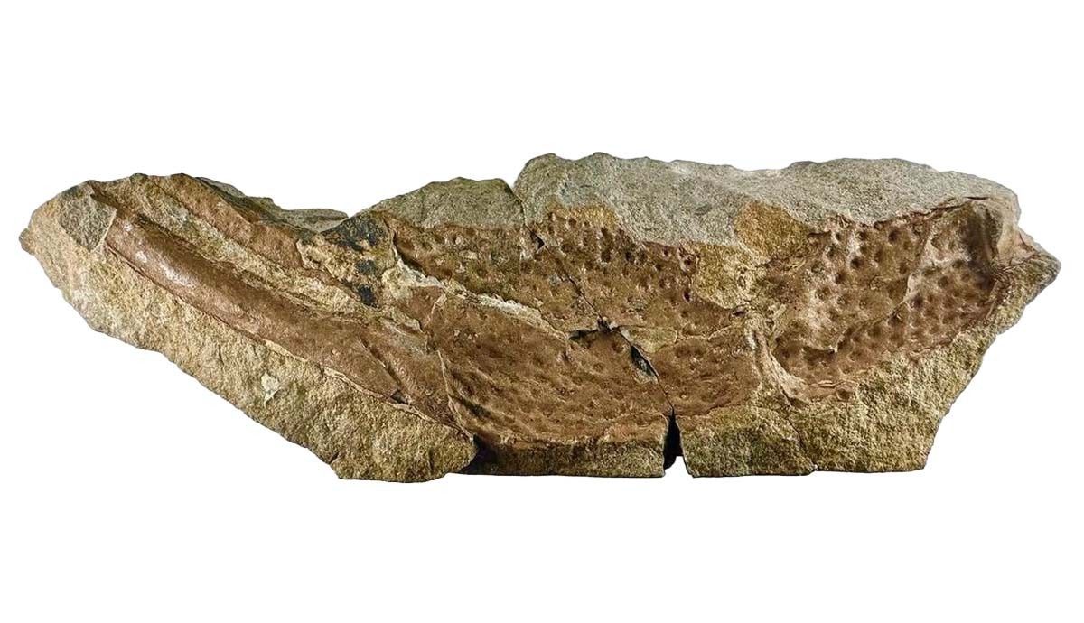 skorpion-wielko-ci-psa-naukowcy-zidentyfikowali-prehistoryczny-gatunek