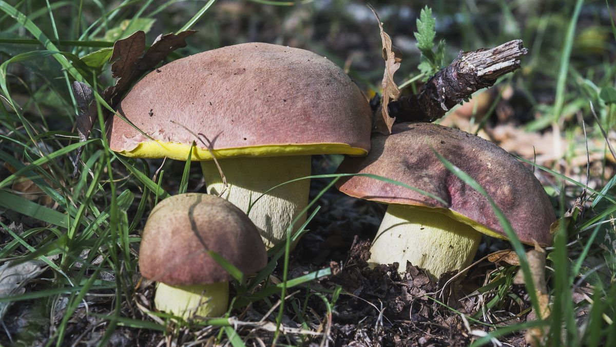 Masłoborowik królewski jest jadalny, ale nie można go zrywać 