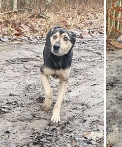 Dramatyczna interwencja. Pies nie miałby szans