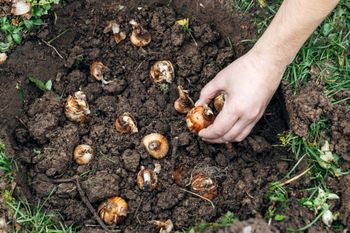 Wsadź do ziemi w kwietniu. Latem sobie podziękujesz