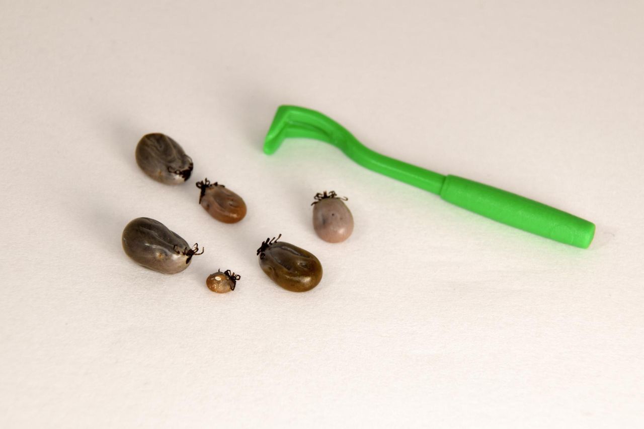 Co zrobić, gdy ukąsi nas kleszcz? Ekspertki o najczęściej popełnianych błędach