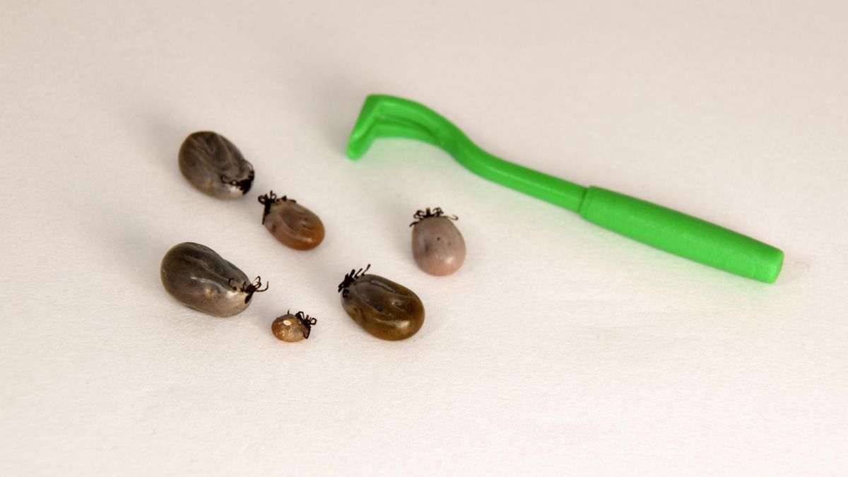 Co zrobić, gdy ukąsi nas kleszcz? Ekspertki o najczęściej popełnianych błędach