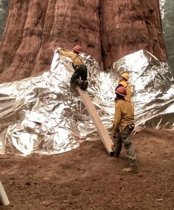 USA. Owinięto w koc największe drzewo świata. Dlaczego?