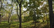 Legnica: Radni zgodzili się na nowe osiedle, park i usługi na Piekarach "D"