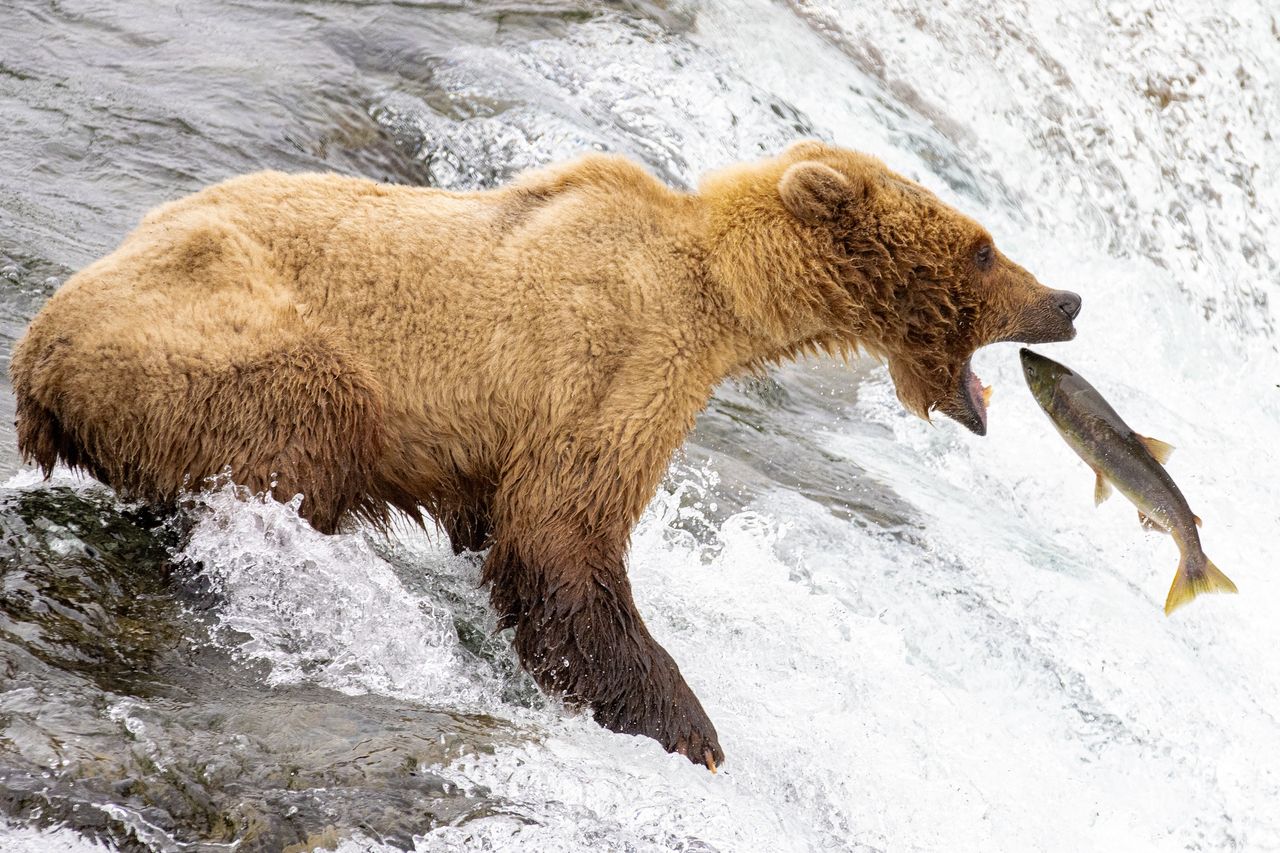 Niedźwiedzie zmieniają dietę. Nowe badanie pokazuje jak