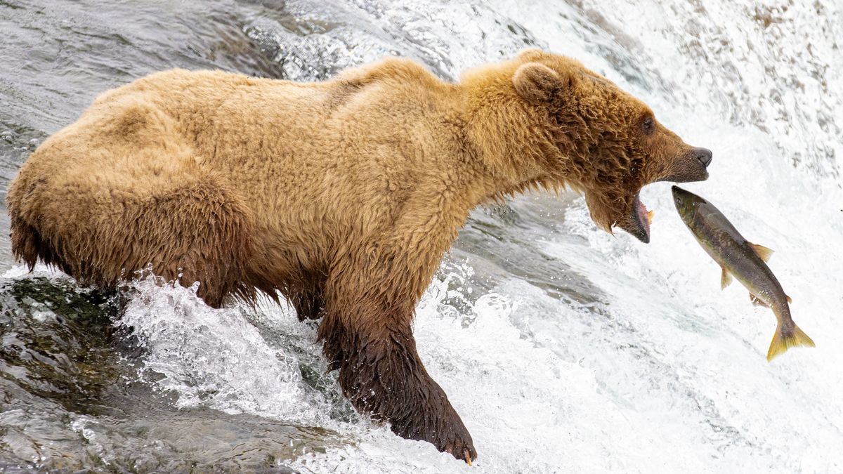 Niedźwiedzie zmieniają dietę