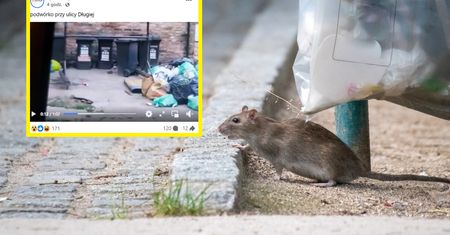 Szczury terroryzują mieszkańców Poznania. "Aż strach wynosić śmieci"