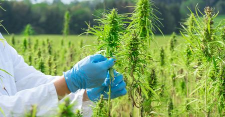 Legalizacja marihuany w Niemczech? Podano datę