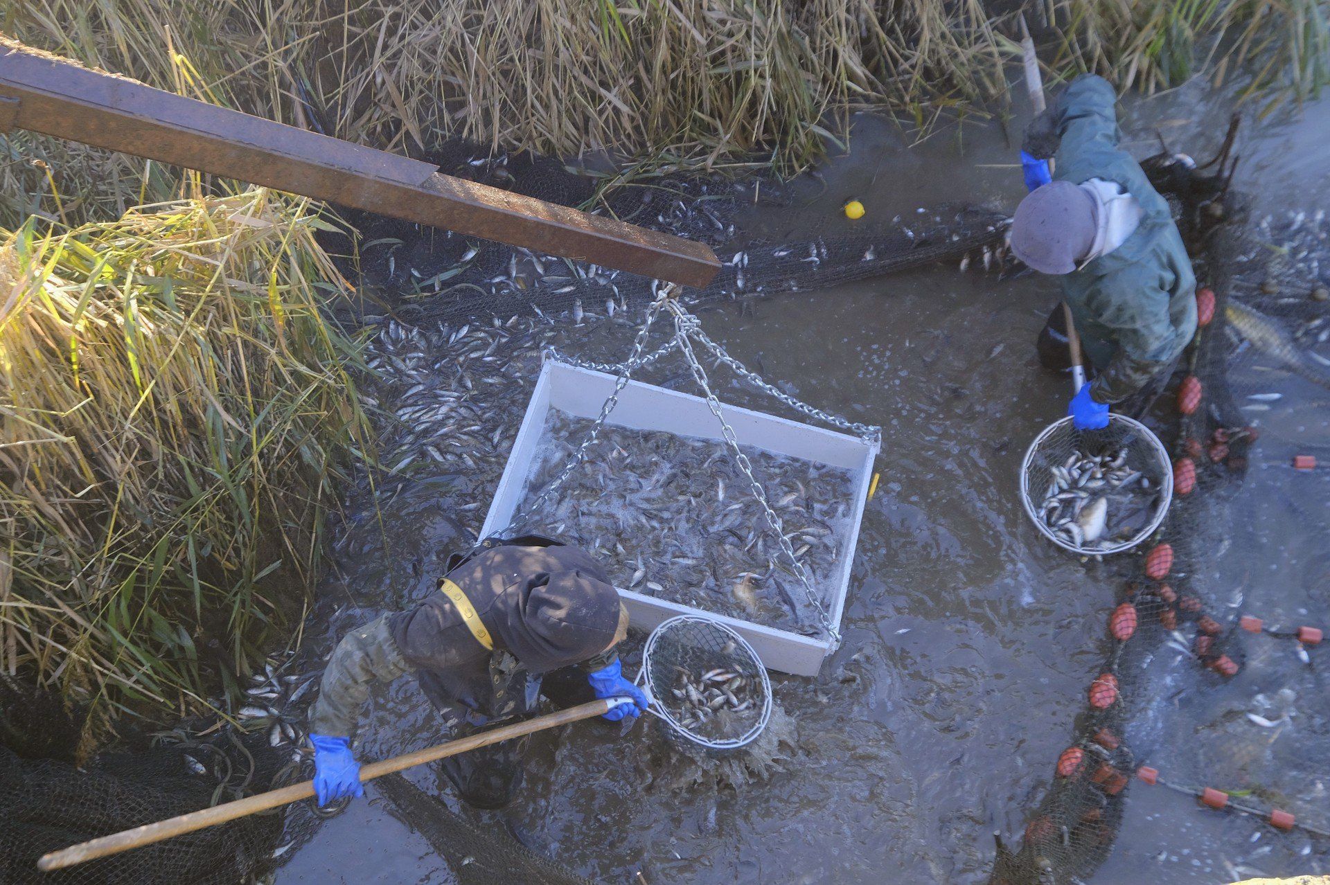 Karp jest hodowany w polskich stawach od około 800 lat, a pomimo upływu czasu, podstawowy cykl jego wzrostu pozostaje niezmienny.