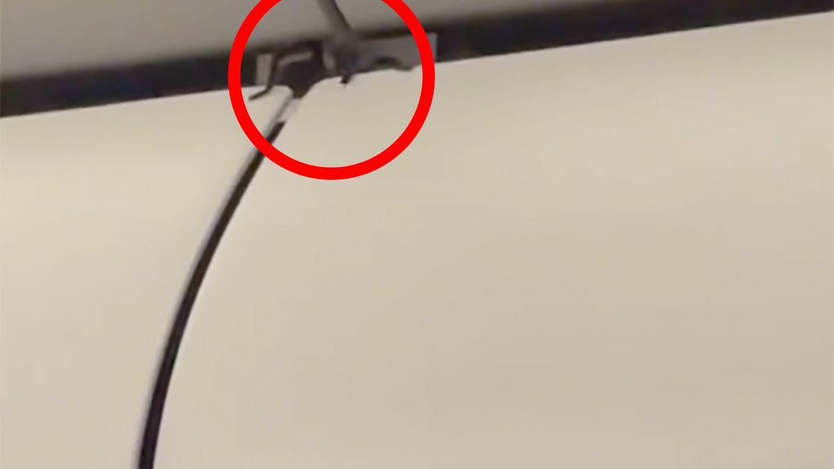 Oczom pasażerów ukazał się ogromny ptasznik