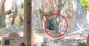 Przerażające wideo z zoo. Goryl na oczach ludzi gonił opiekunów