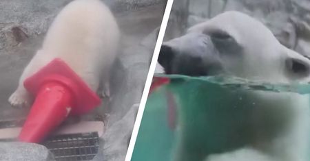 Włożył głowę w pachołek drogowy. Wideo z niedźwiedziem hitem sieci