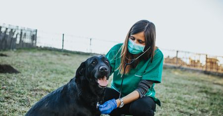 "Psy napasione ludzkimi psychotropami". Wstrząsająca relacja zwierzęcej behawiorystki