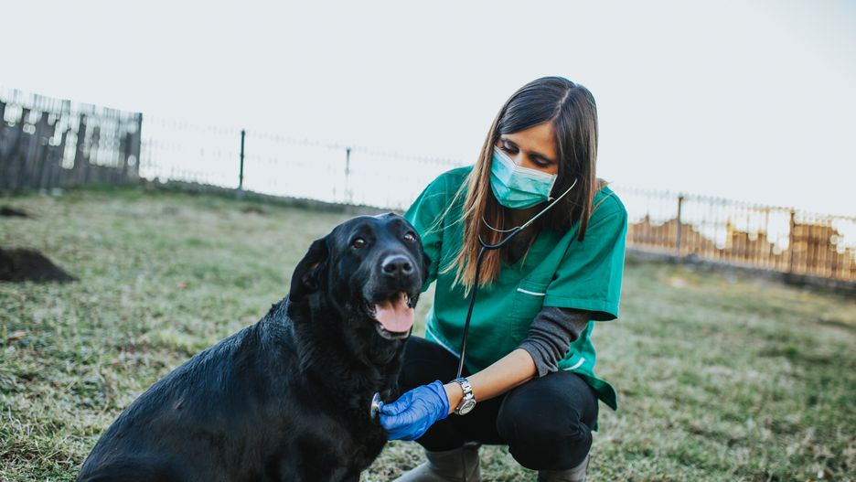 Young female veterinarian checking or examining purebred Bernese Mountain dog puppies.