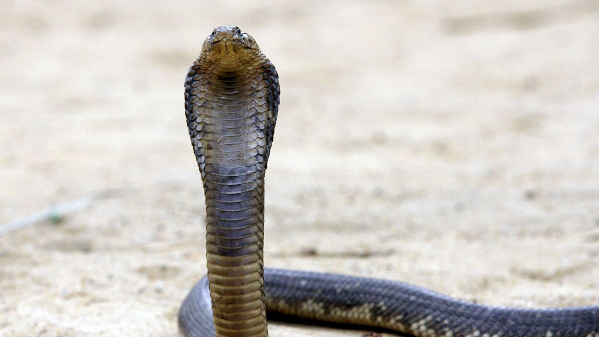 Niemiec zmarł w Egipcie. Ugryzła go kobra?