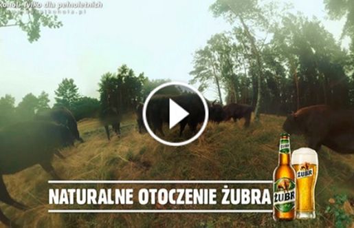 Piwo Żubr w facebookowym spocie zaprasza do środka stada (wideo)