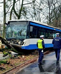 Groźna sytuacja w Sopocie. Autobus wjechał w drzewo