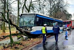 Groźna sytuacja w Sopocie. Autobus wjechał w drzewo