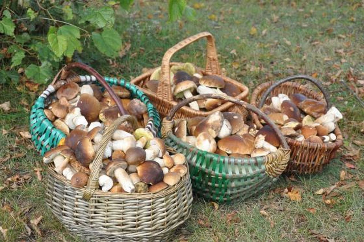 Grzybobranie to dochodowy biznes. Ekspert wskazał ile można zarobić