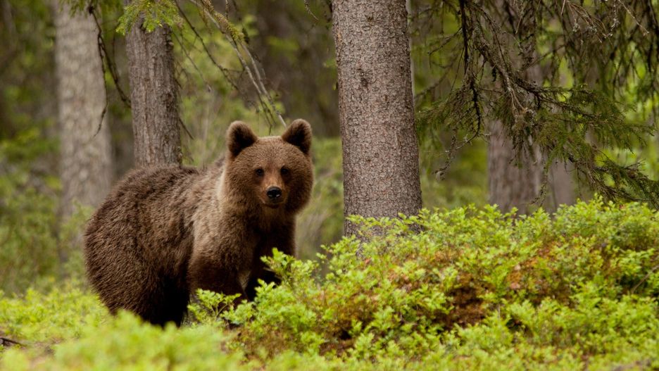 Reporter baza 2020-06-a
11.06.2015 Finlandia , Tajga , okolice kola podbiegunowego . Biale noce w czerwcu to najlepszy czas na fotografowanie niedzwiedzi n/z Niedzwiedz brunatny ( Ursus arctos )   Fot: Adrian Slazok/REPORTER
Adrian Slazok/REPORTER