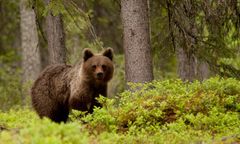 Na auto spadł niedźwiedź. Nie będzie odszkodowania