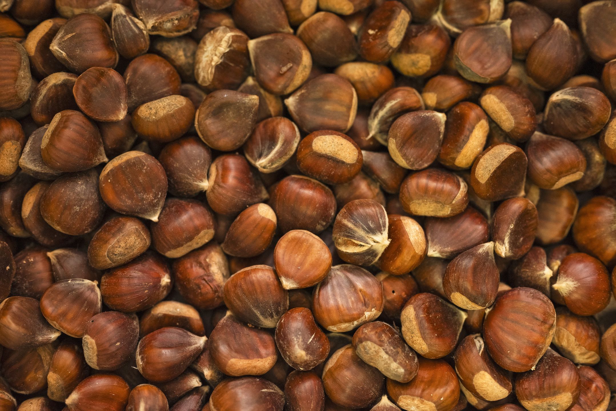 Castanea sativa Mill. (kasztan jadalny)