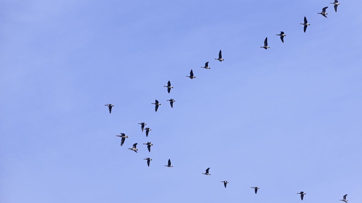 Migracja ptaków coraz wcześniej — wszystko przez zmiany klimatu