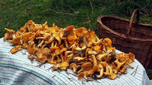 Grzybiarze ruszyli do lasów. Na Warmii trwa wysyp kurek
