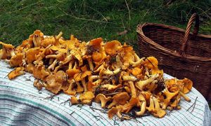 Grzybiarze ruszyli do lasów. Na Warmii trwa wysyp kurek