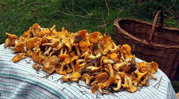 Grzybiarze ruszyli do lasów. Na Warmii trwa wysyp kurek
