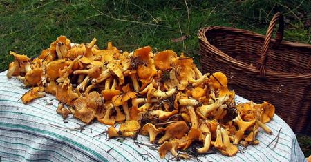 Grzybiarze ruszyli do lasów. Na Warmii trwa wysyp kurek