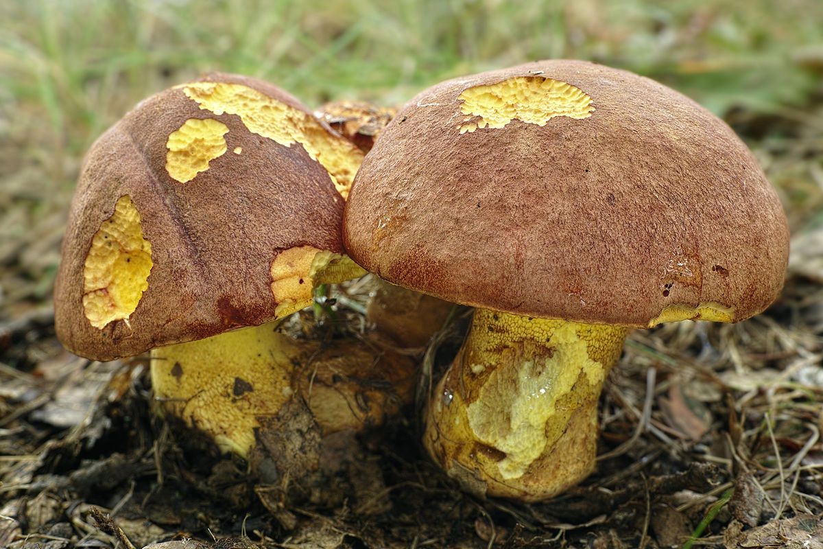 Masłoborowik żółtobrązowy (Butyriboletus appendiculatus)