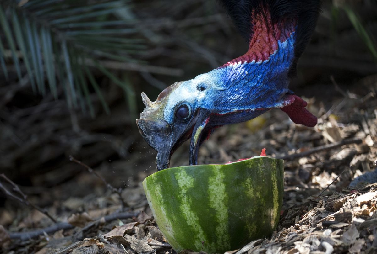 ROME, ITALY - AUGUST 13: A Cassowary (Casuarius casuarius) eats frozen watermelon on August 13, 2020 in Rome, Italy. A heatwave has swept over much of Europe with high temperatures. (Photo by Elisabetta A. Villa/Getty Images)