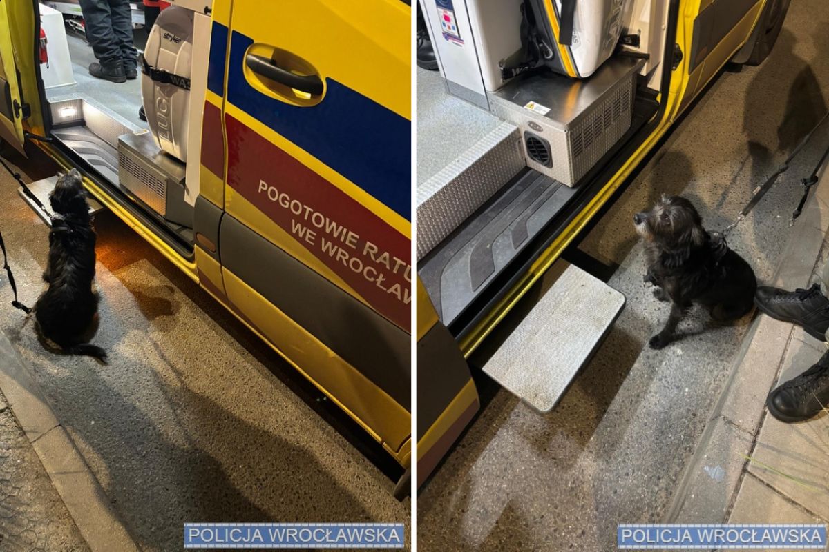 Pies uratował życie swojemu panu. Wzruszający finał poszukiwań 71-latka