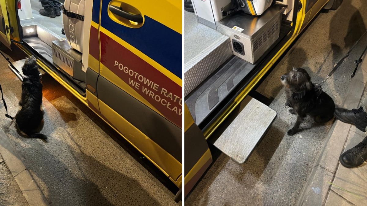 Zaginiony senior odnaleziony dzięki czworonożnej przyjaciółce