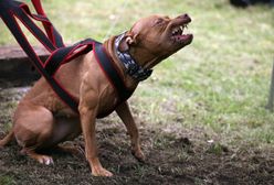 "Park był pełen ludzi, krzyczałyśmy o pomoc". Amstaff miał się rzucić na kobietę na placu zabaw