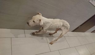 Głodziła suczkę amstaffa, trzymała ją w wannie. 27-latka aresztowana