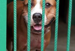 Amstaff dotkliwie pogryzł dwoje małych dzieci. Prokuratura sprawdza, czy ich ojczym prowadził nielegalną hodowlę