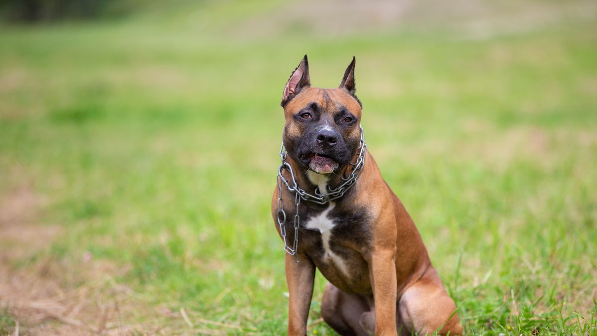 American Staffordshire Terrier Amstaff