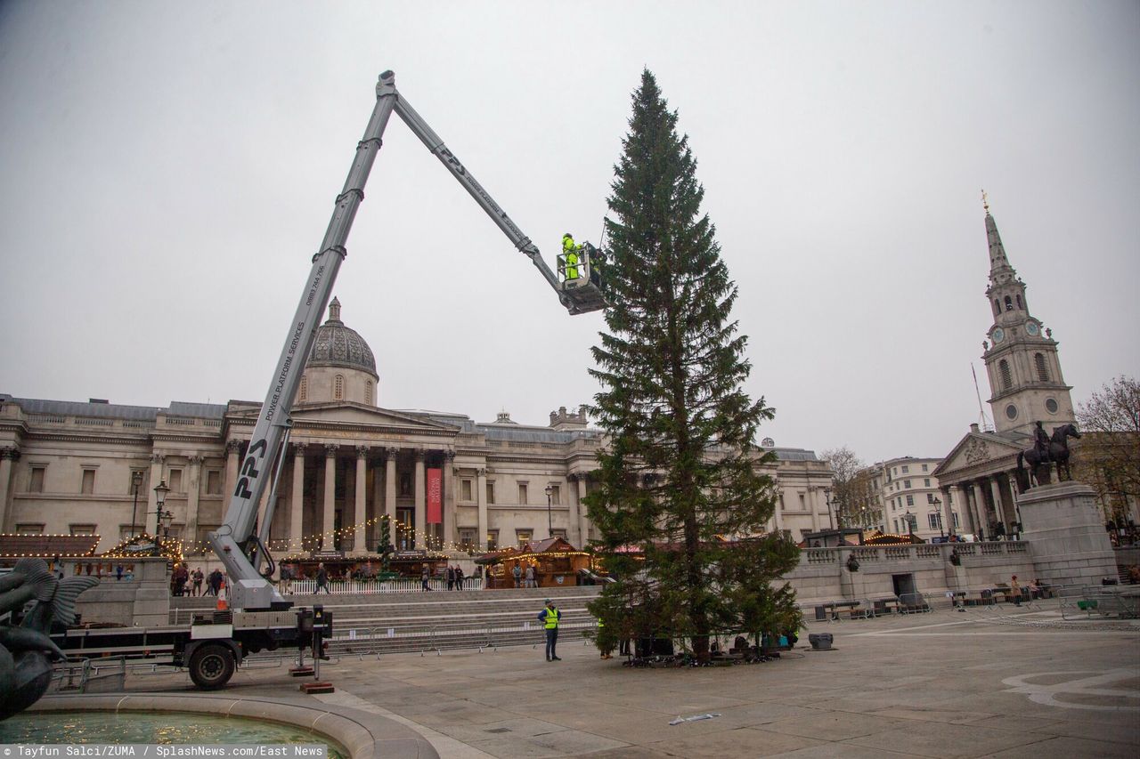 Choinka na Trafalgar Square