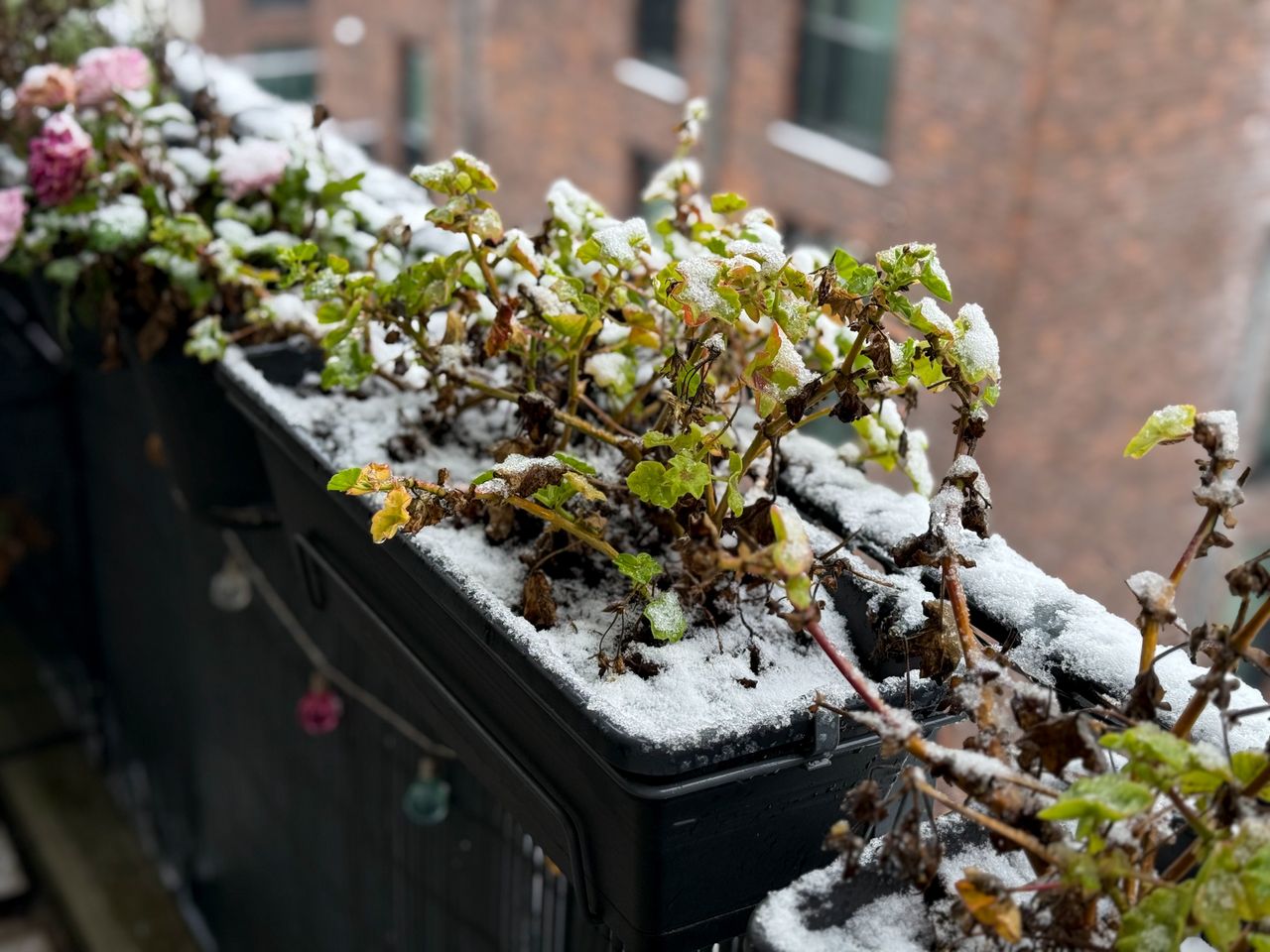 Obudź pelargonie. Wiosną ci się odwdzięczą