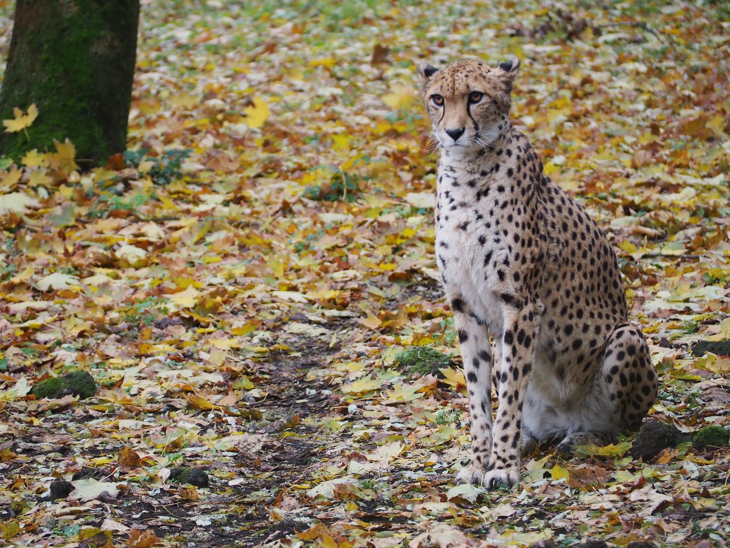 Smutek w warszawskim zoo. Można ją oglądać tylko do 20 listopada