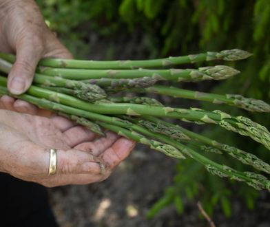 Załamanie na rynku szparagów. Co się dzieje z cenami?