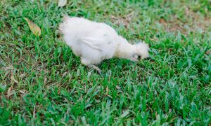 Wpuść do ogrodu, a ślimaki i mrówki znikną. Upoluje wszystkie