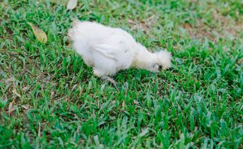 Wpuść do ogrodu, a ślimaki i mrówki znikną. Upoluje wszystkie