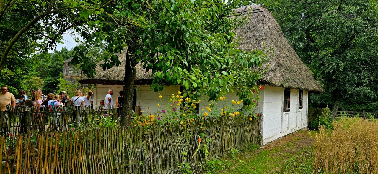 Żniwa 